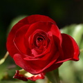 2012 07 08 Rose